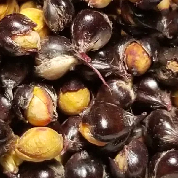 Amber Seeds 10.5g Herb